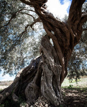 Load image into Gallery viewer, Zahara Extra Virgin Olive Oil from Oleificio Guccione (250ml) Ragusa
